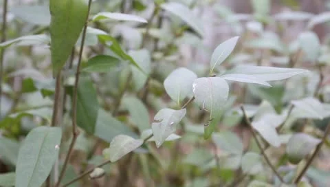 Green leaves on the bush Stock Footage 11322335