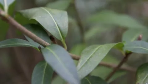Green leaves on the bush Stock Footage 11322336