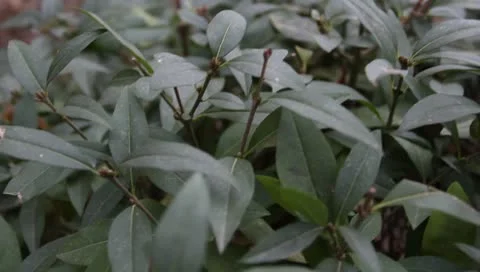 Green leaves on the bush 스톡 동영상 11322337