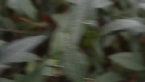 Green leaves on the bush Stock Footage 11322341