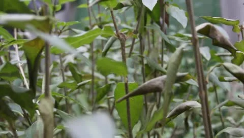 Green leaves on the bush Stock Footage 11322360