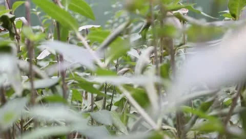 Green leaves on the bush Stock Footage 11322402