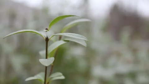 Green leaves on the bush Stock-Footage 11322450