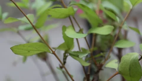 Green leaves on the bush Video stock 11322489
