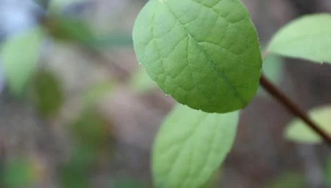 Green leaves on the bush Stock Footage 11322499