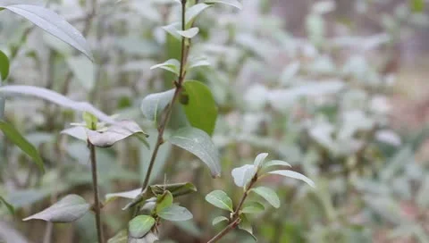 Green leaves on the bush Stock-Footage 11322500