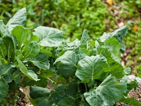 Green leaves of cabbage Stock Photos