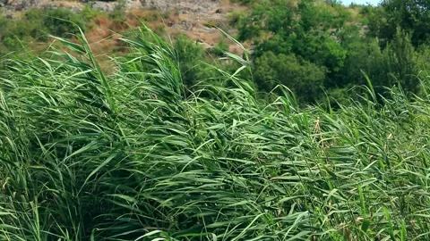 Green leaves of cane sway in the wind in sunny weather. Stock Footage 157656457