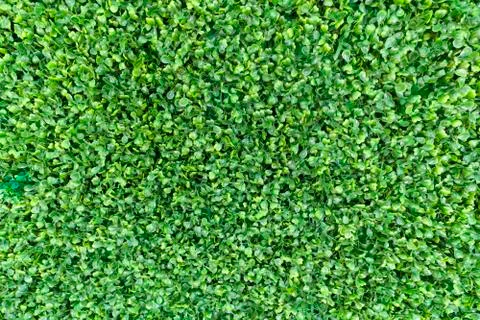 Green leaves carpet background pattern. Spring green foliage young leaves whi Stock Photos