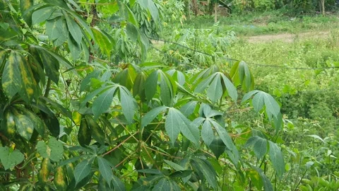 Green leaves of cassava trees blown by the wind Stock Footage 326089776