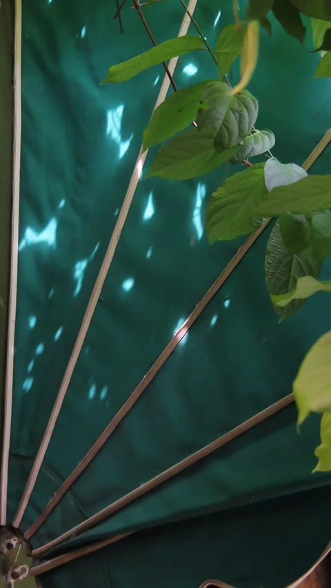 Green Leaves Casting Shadows on Canopy with Subtle Movement Video stock 330959856