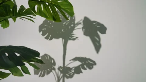 Green Leaves Casting Shadows on a White Wall Background Video stock 312454647