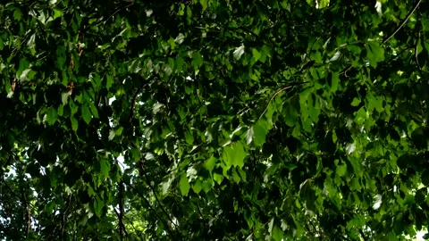 Green leaves catching the light reflected by water below Stock Footage 151055230