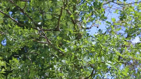 Green leaves Cherry Oak Quercus robur. Bottom-up panorama Stock Footage 152819357