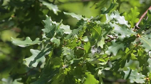 Green leaves Cherry Oak Quercus robur. Close-up Stock Footage 152819372