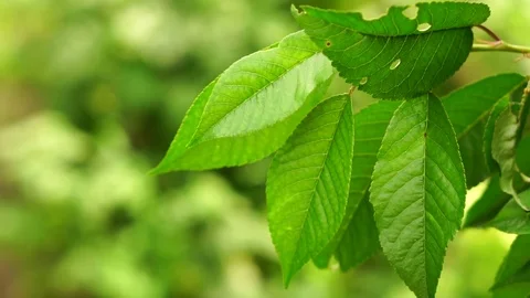 The green leaves of the cherry tree are swaying in the wind. Slow motion Stock Footage 77225216
