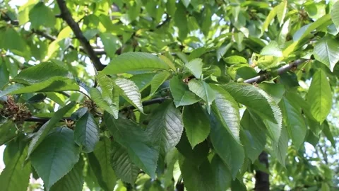 Green leaves of a cherry tree in the wind Stock Footage 145936134