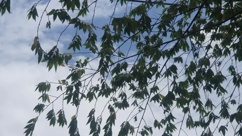 Green leaves of cherry trees blown by the wind Stock Footage 316101224