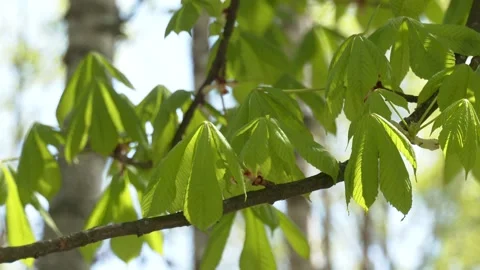Green leaves on chestnut tree branch Video stock 203413310