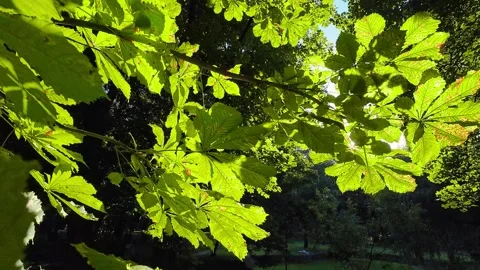 Green leaves of chestnut tree in the rays of the backlight. Vídeos de archivo 314946646