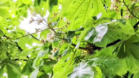 Green leaves of chestnut tree with water droplets and light pink flowers detail Stock Footage 342230584