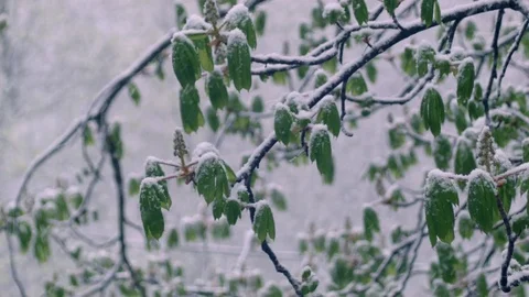 Green leaves of chestnuts in the snow Stock Footage 74652136
