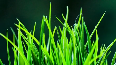 Green Leaves Close Up Video stock 88675434