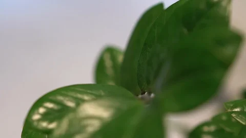 Green Leaves Close-up 스톡 동영상 88929443