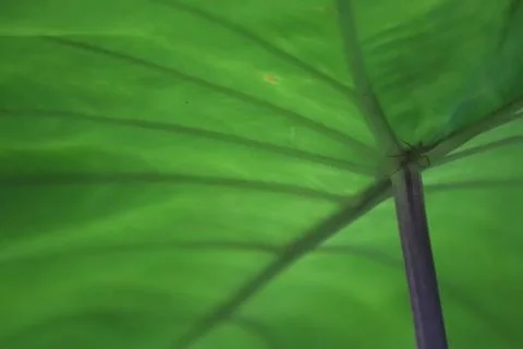 Green leaves close up - Image Stock Photos