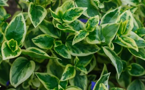 Green leaves close-up. Leaves with a pattern of different shades. Stock Photos