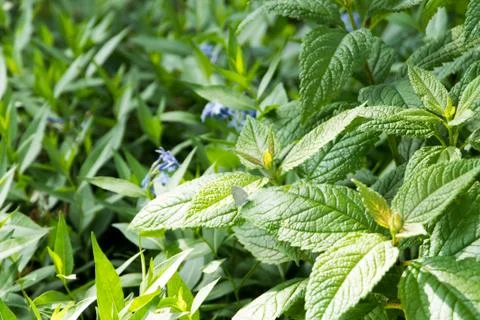 Green leaves close up Stock Photos