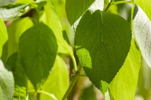 Green leaves close-up Stock Photos