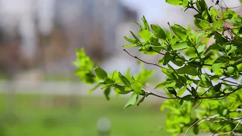 Green leaves close-up in summer Video stock 238470045