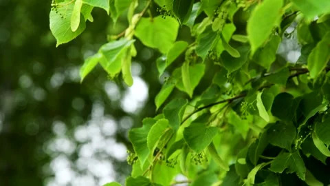Green leaves close-up in summer.. Stock Footage 252520379