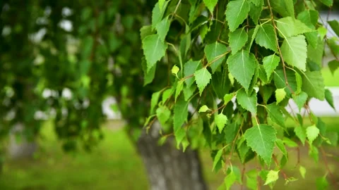 Green leaves close-up in summer.. 動画素材 252520468