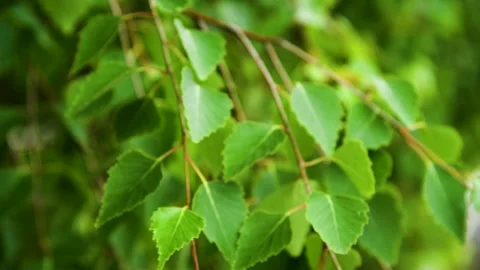 Green leaves close-up in summer.. Vídeo Stock 252520493