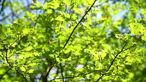 Green leaves close-up in summer.. Vídeo Stock 252521540
