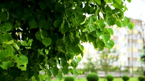 Green leaves close-up in summer.. Vidéo 254339227