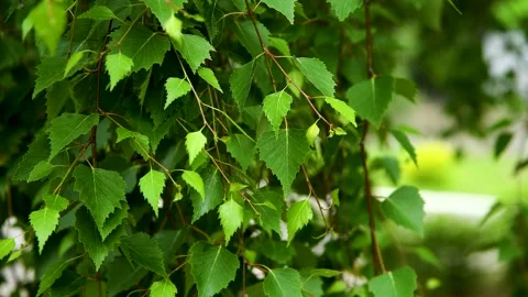 Green leaves close-up in summer.. Vídeo Stock 254339247