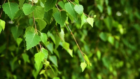 Green leaves close-up in summer.. Video stock 254909412