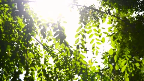 Green leaves close-up in summer Stock Footage 270305058
