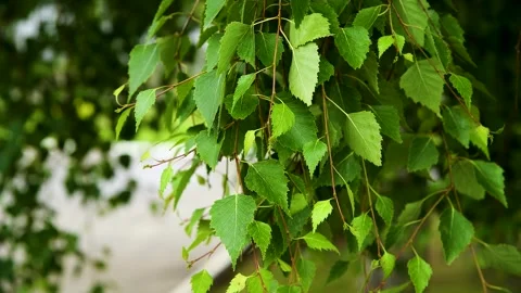 Green leaves close-up in summer.. Video stock 270305681