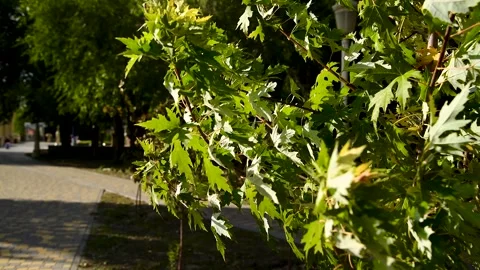 Green leaves close-up in summer Stock-Footage 272298265