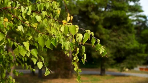 Green leaves close-up in summer Stock Footage 272298292