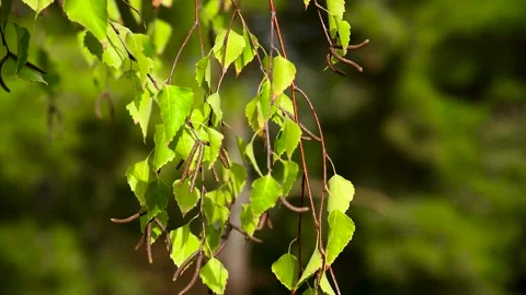 Green leaves close-up in summer Stock Footage 273197754