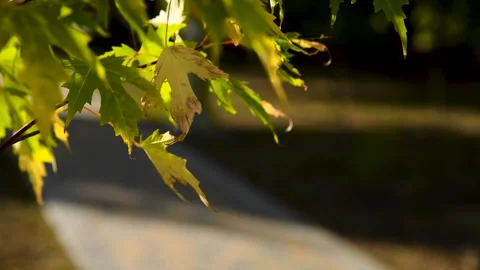 Green leaves close-up in summer Stock Footage 281508409