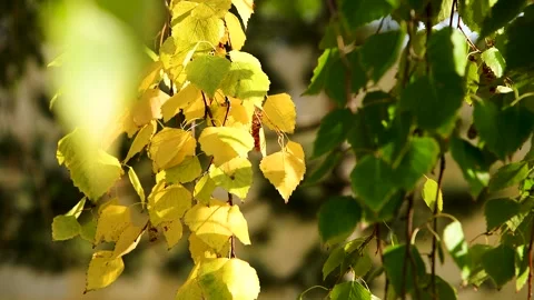 Green leaves close-up in summer Stock Footage 281508450