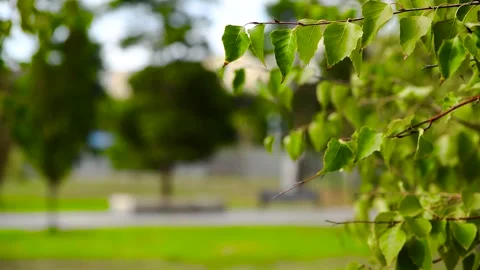 Green leaves close-up in summer Stock Footage 281508456