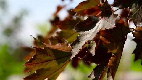 Green leaves close-up in summer Stock Footage 281508502