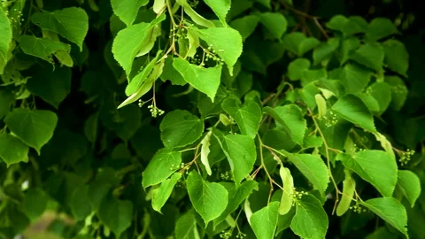 Green leaves close-up in summer.. Stock Footage 281509420